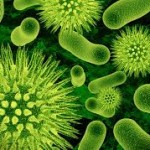 Syarat Mikrobiologi Air Bersih