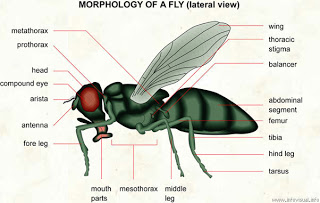 Peran Lalat dalam Penyebar Penyakit
